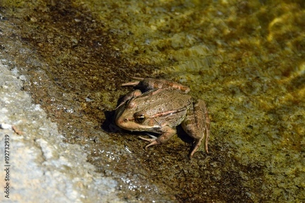 Fototapeta Frog