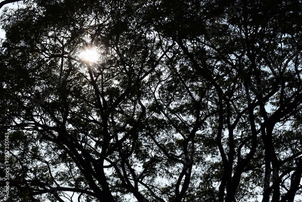 Obraz branches of big tree background