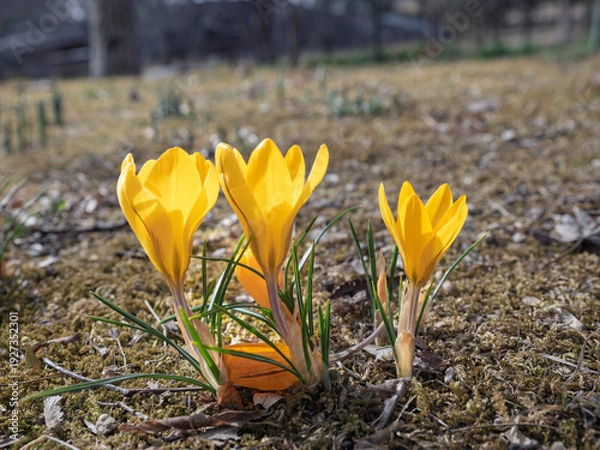 Obraz 春の息吹を感じる、黄金色に咲くクロッカス