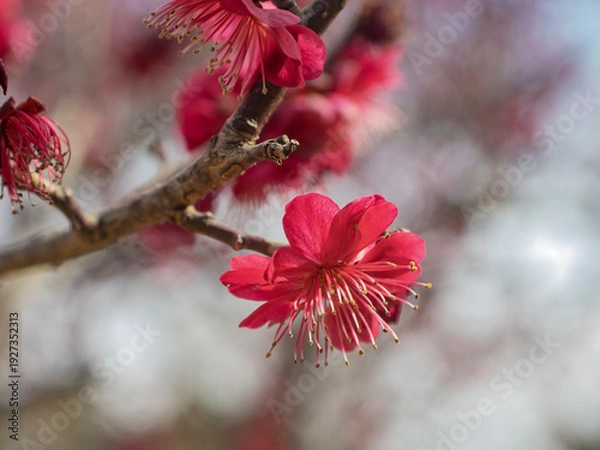 Obraz 情熱的に咲き誇る、気品溢れる濃紅色の梅