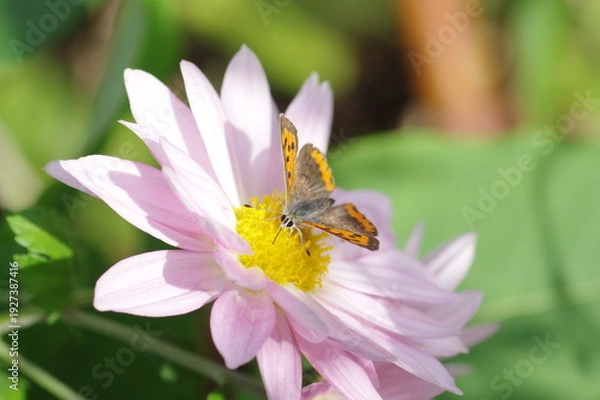 Obraz 野菊の蜜を吸うベニシジミ