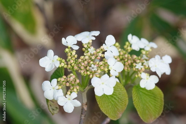 Obraz オオカメノキ（ムシカリ）の花