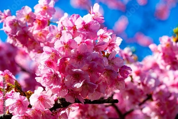 Obraz 四浦半島の河津桜