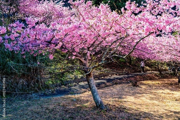 Obraz 四浦半島の河津桜