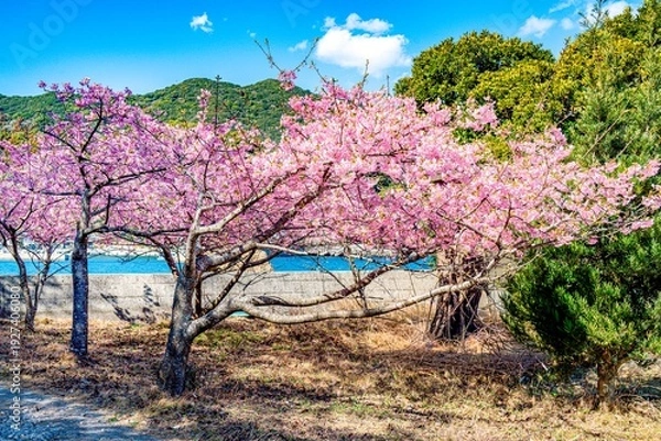 Obraz 四浦半島の河津桜