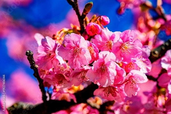 Obraz 四浦半島の河津桜