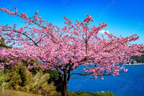 Obraz 四浦半島の河津桜