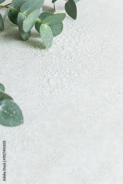Obraz 水滴のついた瑞々しいユーカリの葉　爽やかな植物の背景素材　コピースペース