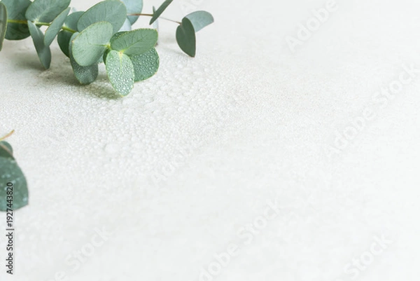 Obraz 水滴のついた瑞々しいユーカリの葉　爽やかな植物の背景素材　コピースペース