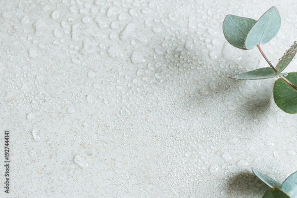 Obraz 水滴のついた瑞々しいユーカリの葉　爽やかな植物の背景素材　コピースペース