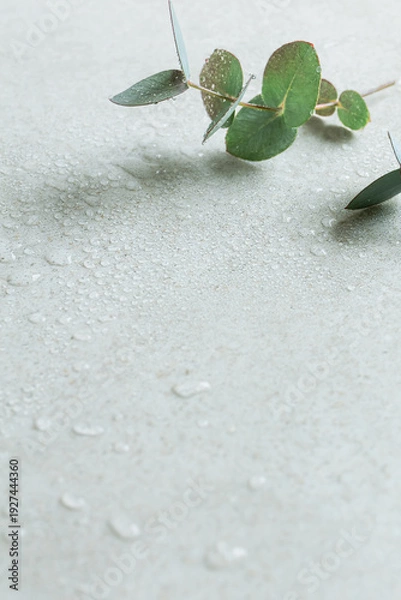 Obraz 水滴のついた瑞々しいユーカリの葉　爽やかな植物の背景素材　コピースペース