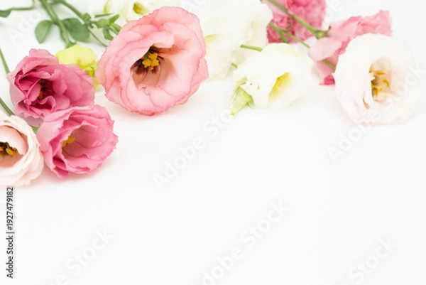 Obraz トルコギキョウ　白バック