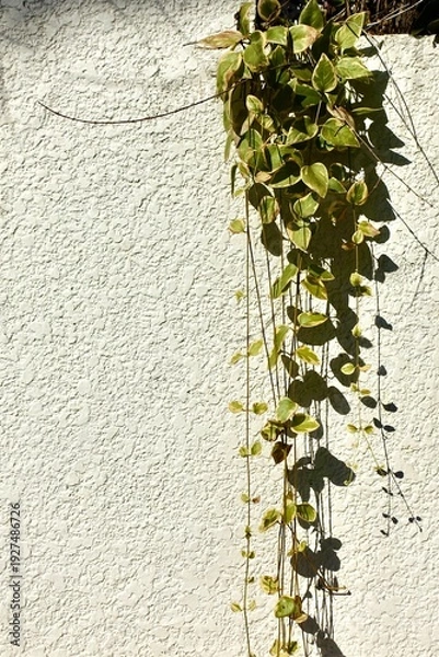 Obraz 白い影に垂れ下がるペペロミア・セルペンス