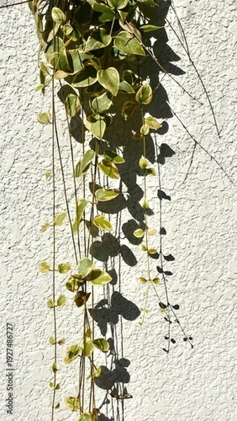 Obraz 白い影に垂れ下がるペペロミア・セルペンス