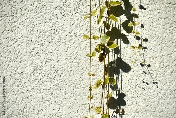 Obraz 白い影に垂れ下がるペペロミア・セルペンス