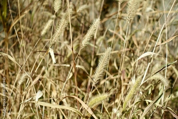 Obraz エノコログサの生える風景