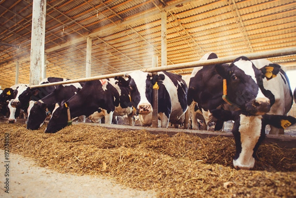 Fototapeta cow farm concept of agriculture, agriculture and livestock - a herd of cows who use hay in a barn on a dairy farm