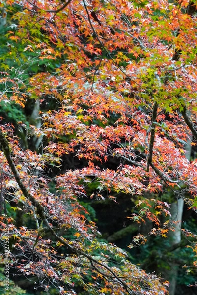 Obraz 秋の京都貴船の風景