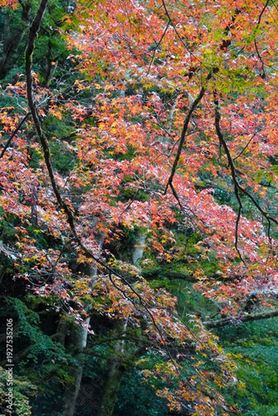 Obraz 秋の京都貴船の風景