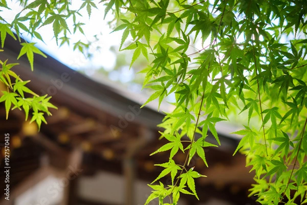 Obraz 神社の社殿と青もみじ：新緑が彩る日本の伝統的な風景