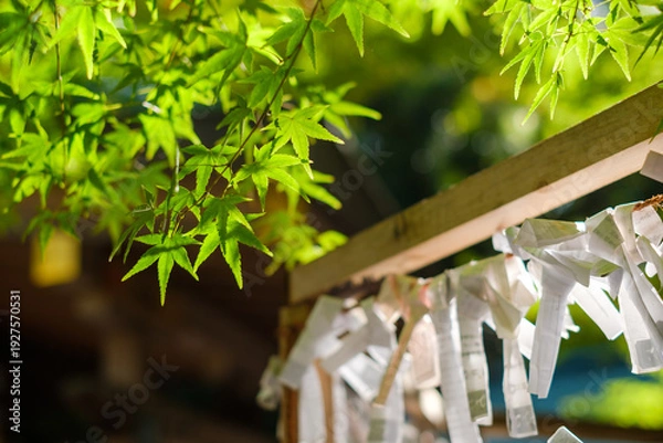 Obraz 神社の新緑とおみくじ：木漏れ日に輝く青もみじと日本の伝統風景