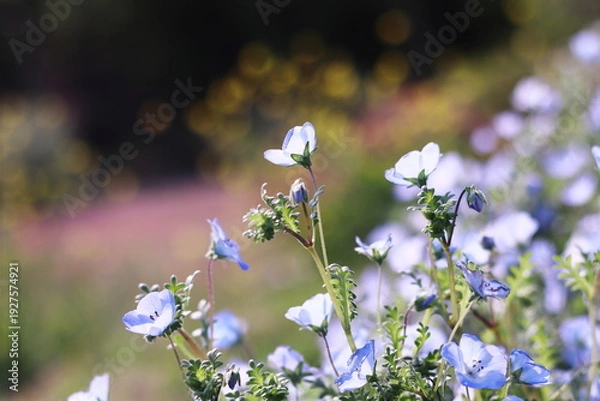 Obraz キラキラ輝く背景とネモフィラ