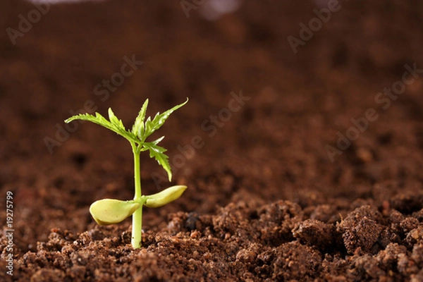 Obraz Plant growing from soil