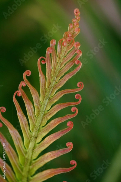 Obraz Beautiful cycad leaf for backgrounds