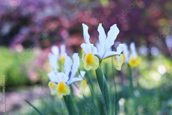 Obraz 春の美しい花畑と花菖蒲