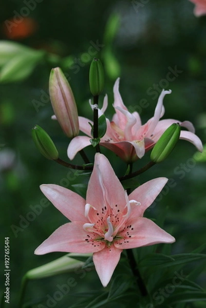 Fototapeta 純潔を象徴する花