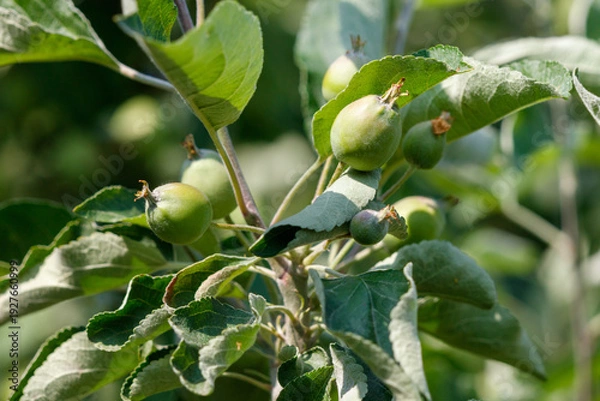 Obraz Small green apples on a tree in spring