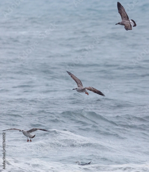 Obraz Three seagulls flying over the ocean