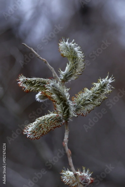 Fototapeta 猫の尻尾に似た花