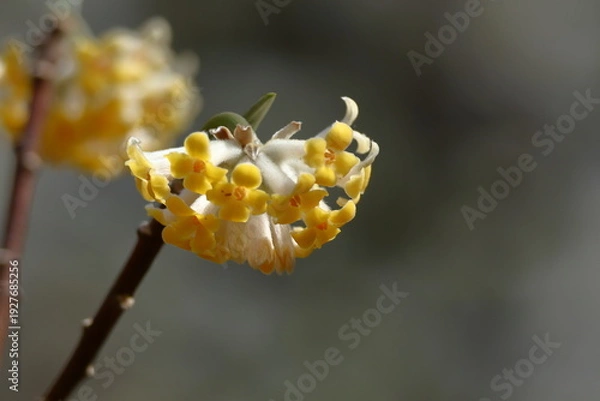 Fototapeta 和紙の原料