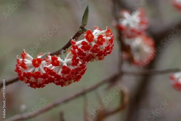 Fototapeta 和紙の原料