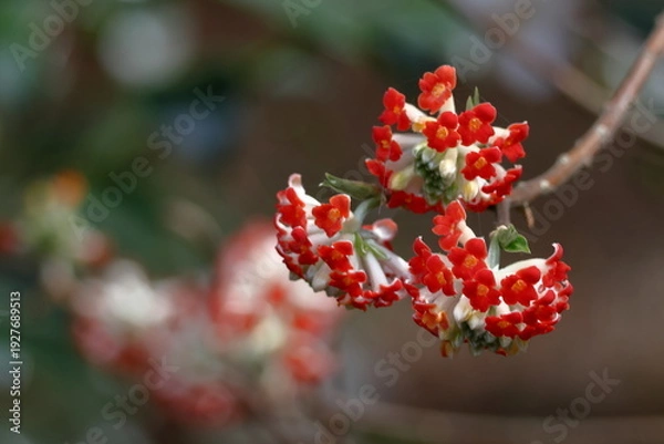 Fototapeta 和紙の原料