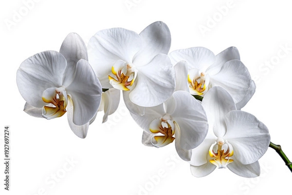 Obraz Elegant White Orchid Blooms