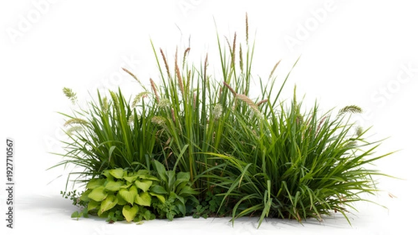 Obraz Grasses and succulent plants