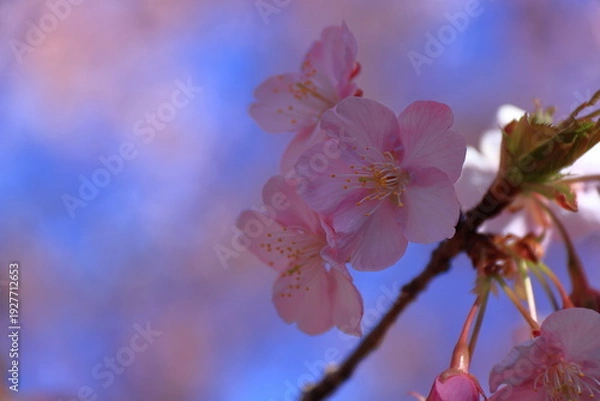 Fototapeta 鮮やかなピンク色に咲く