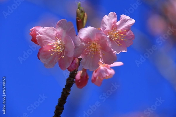 Fototapeta 鮮やかなピンク色に咲く