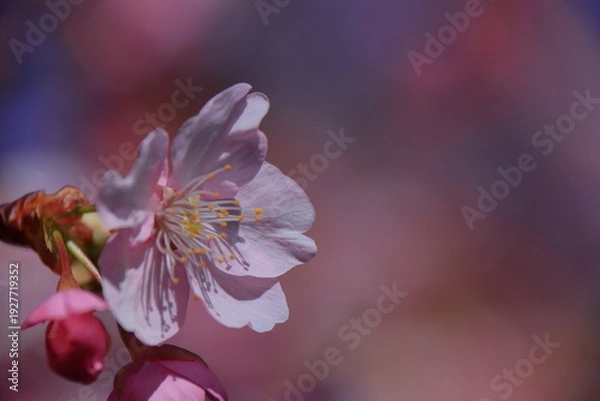 Fototapeta 鮮やかなピンク色に咲く