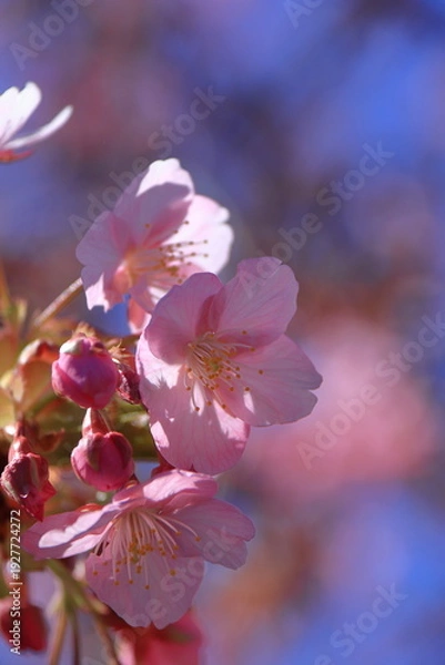 Fototapeta 鮮やかなピンク色に咲く