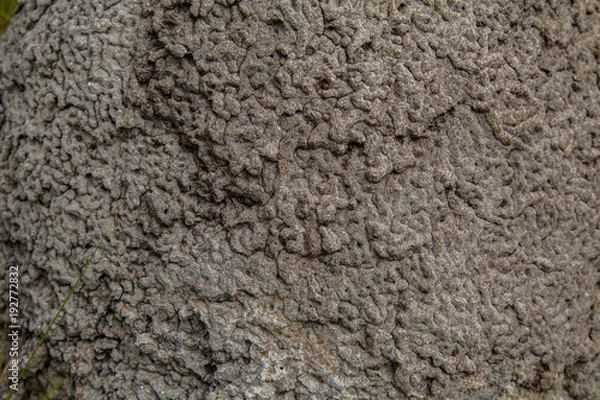 Obraz termite mound