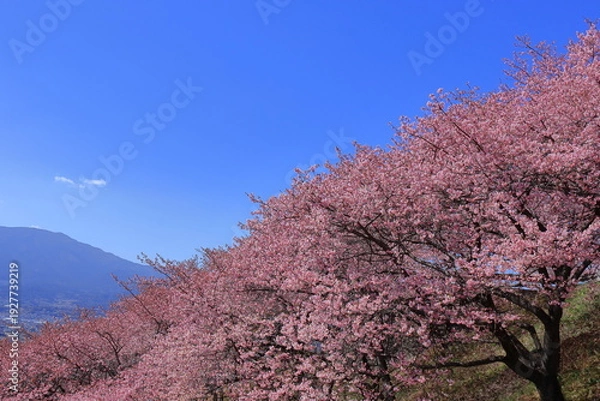 Fototapeta 鮮やかなピンク色に咲く