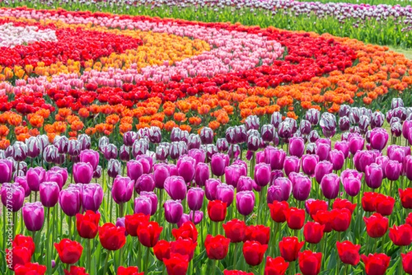 Fototapeta Tulips in a field garden arranged in a pattern of concentric circles of varying colors. Shallow depth of field.