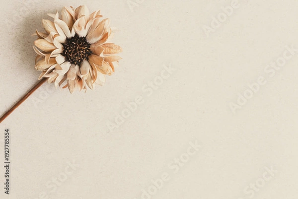 Obraz ベージュ　花　背景　フレーム　シンプル　おしゃれ　壁紙　コピースペース