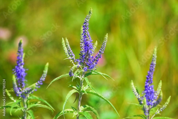Fototapeta Flowering Veronica longifolia or longleaf speedwell in the meadow