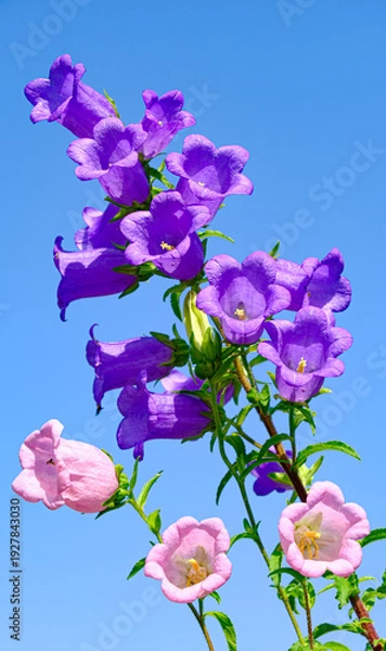 Obraz ピンクと紫のカンパニュラの花