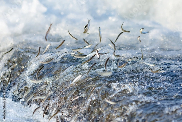 Obraz アユの遡上