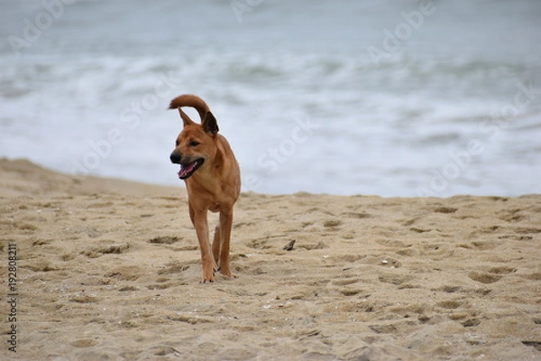 Fototapeta Beautiful street dog walking on the beach in Hoi An in Vietnam, Asia